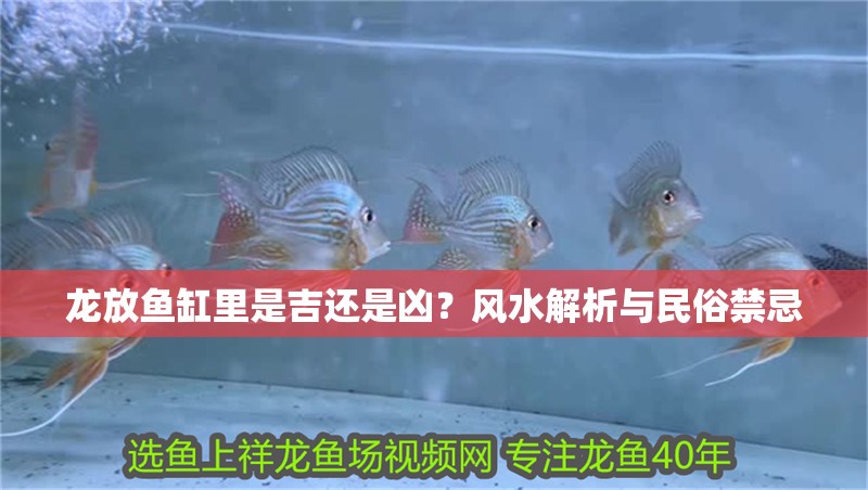 龍放魚缸里是吉還是兇？風水解析與民俗禁忌