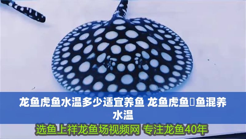 龍魚虎魚水溫多少適宜養(yǎng)魚 龍魚虎魚魟魚混養(yǎng)水溫