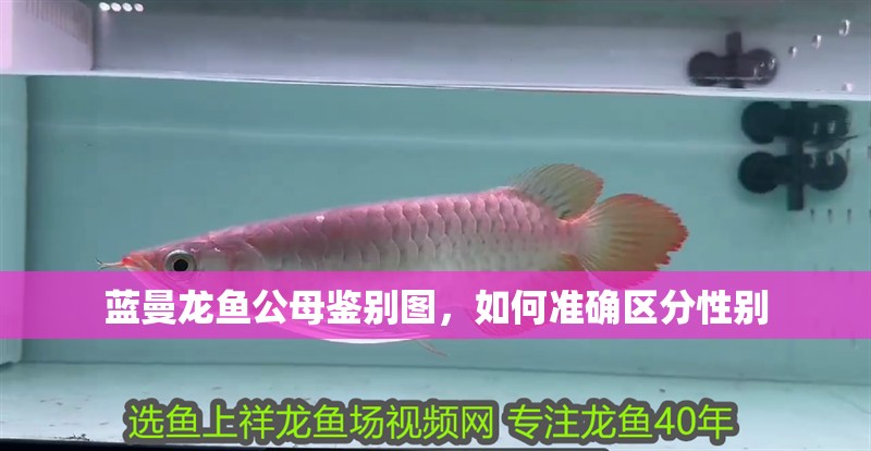 藍曼龍魚公母鑒別圖，如何準確區分性別