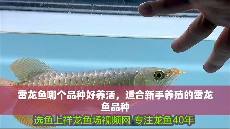 雷龍魚哪個品種好養活，適合新手養殖的雷龍魚品種