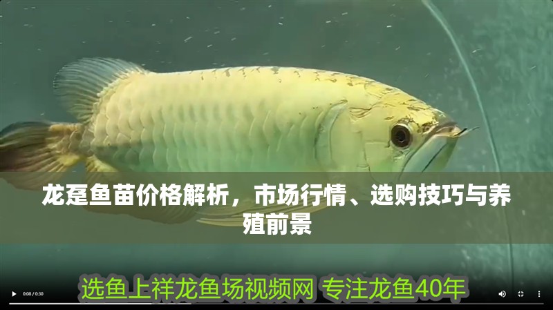 龍躉魚苗價格解析，市場行情、選購技巧與養(yǎng)殖前景