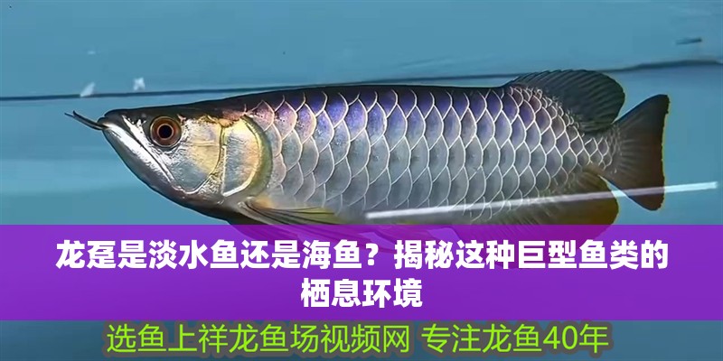 龍躉是淡水魚還是海魚？揭秘這種巨型魚類的棲息環(huán)境