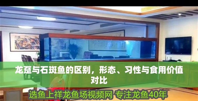 龍躉與石斑魚的區(qū)別，形態(tài)、習(xí)性與食用價(jià)值對(duì)比 龍躉與石斑魚的區(qū)別，形態(tài)、習(xí)性與食用價(jià)值對(duì)比 龍魚百科 第1張
