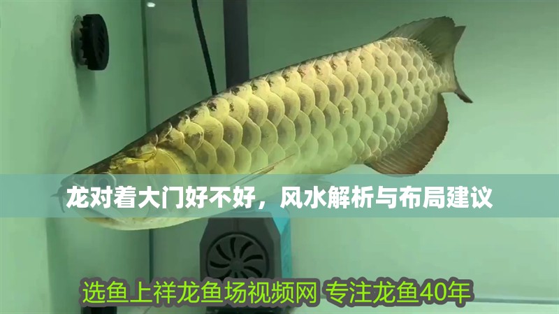 龍對(duì)著大門(mén)好不好，風(fēng)水解析與布局建議