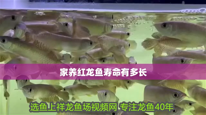 家養紅龍魚壽命有多長