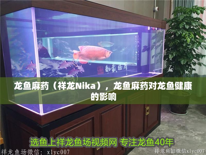 龍魚麻藥（祥龍Nika），龍魚麻藥對龍魚健康的影響
