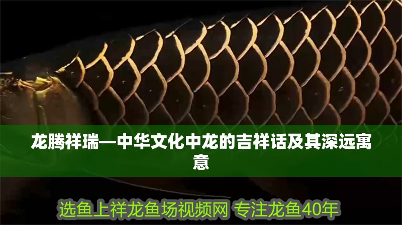 龍騰祥瑞—中華文化中龍的吉祥話及其深遠寓意