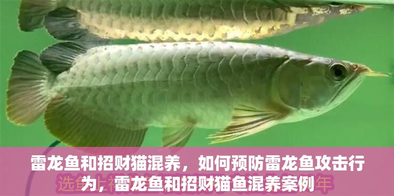 雷龍魚和招財貓混養，如何預防雷龍魚攻擊行為，雷龍魚和招財貓魚混養案例