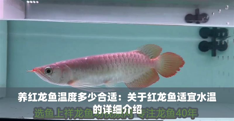 養(yǎng)紅龍魚溫度多少合適：關(guān)于紅龍魚適宜水溫的詳細(xì)介紹