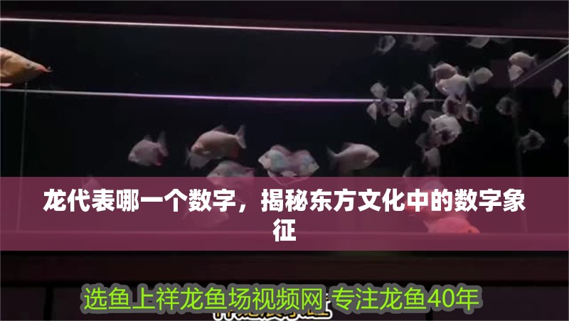 龍代表哪一個數字，揭秘東方文化中的數字象征