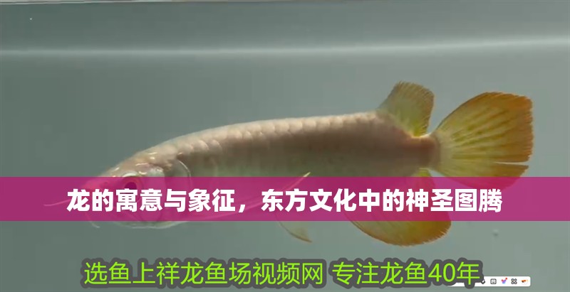 龍的寓意與象征，東方文化中的神圣圖騰