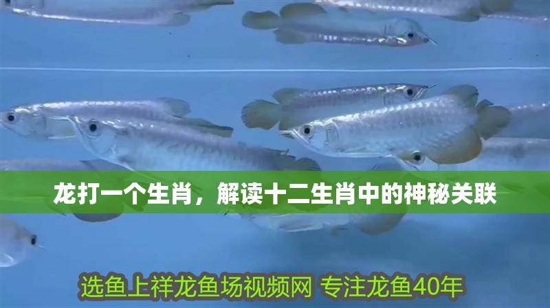 龍打一個生肖，解讀十二生肖中的神秘關聯