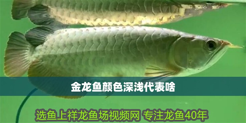 金龍魚顏色深淺代表啥