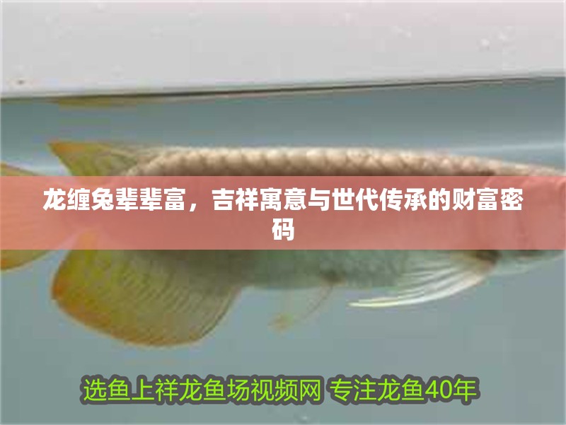 龍纏兔輩輩富，吉祥寓意與世代傳承的財富密碼