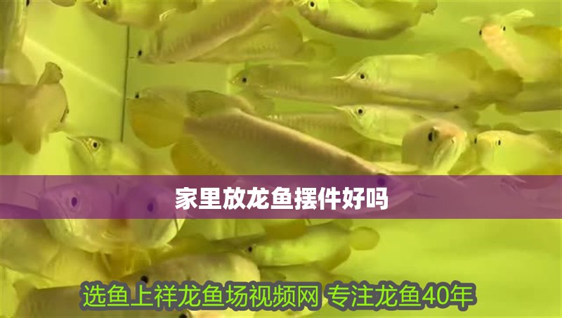 家里放龍魚擺件好嗎