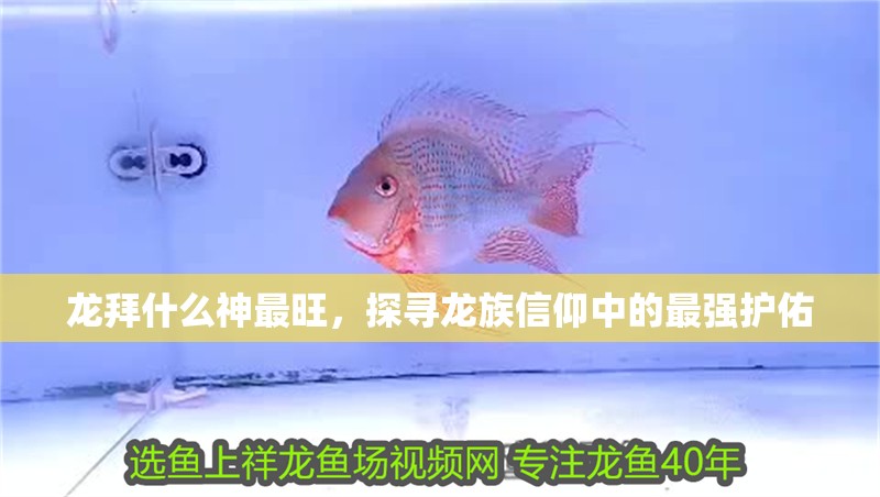 龍拜什么神最旺，探尋龍族信仰中的最強護佑 龍拜什么神最旺，探尋龍族信仰中的最強護佑 龍魚百科 第1張