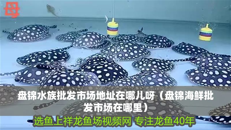 盤錦水族批發市場地址在哪兒呀（盤錦海鮮批發市場在哪里）