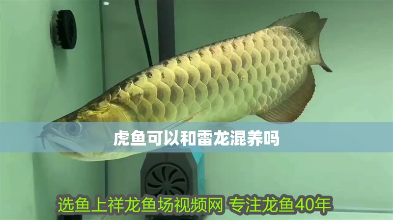 虎魚可以和雷龍混養嗎