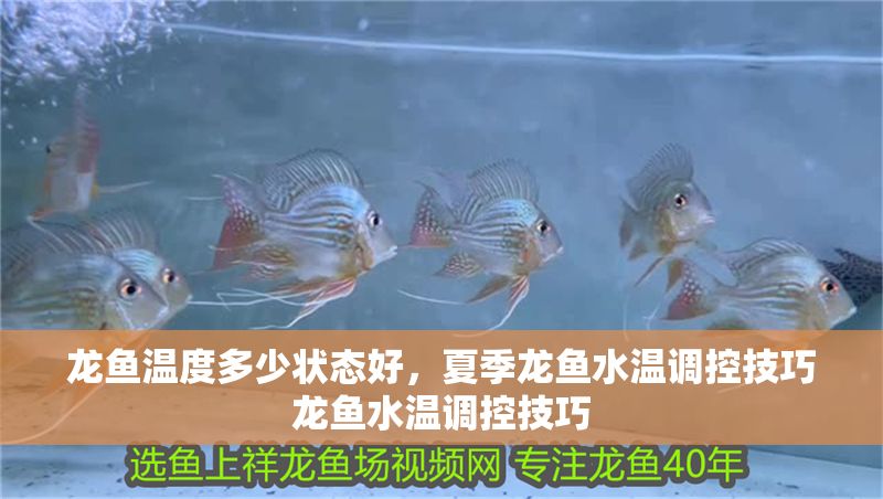 龍魚溫度多少狀態(tài)好，夏季龍魚水溫調(diào)控技巧龍魚水溫調(diào)控技巧