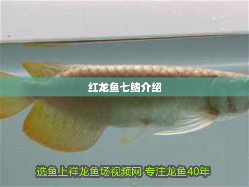 紅龍魚七鰭介紹