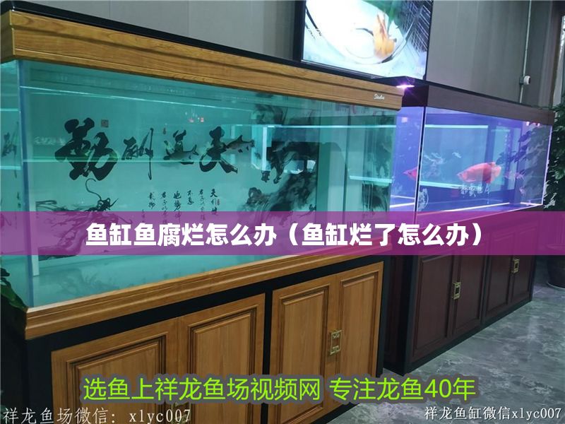 魚缸魚腐爛怎么辦（魚缸爛了怎么辦）