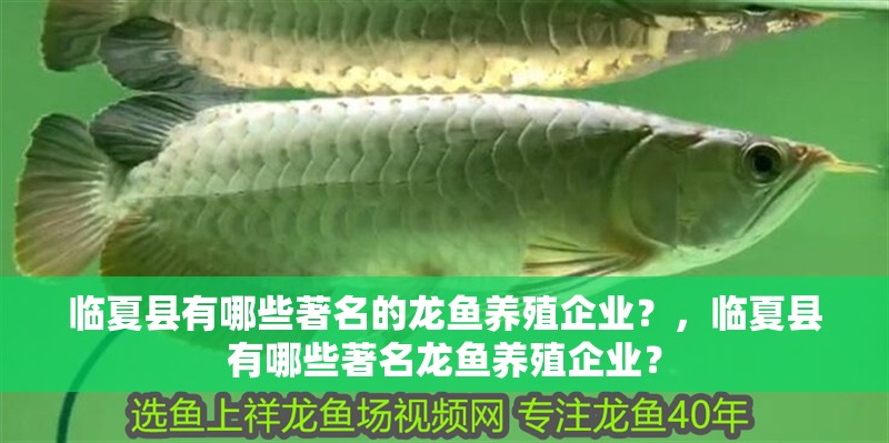 臨夏縣有哪些著名的龍魚養殖企業？，臨夏縣有哪些著名龍魚養殖企業？