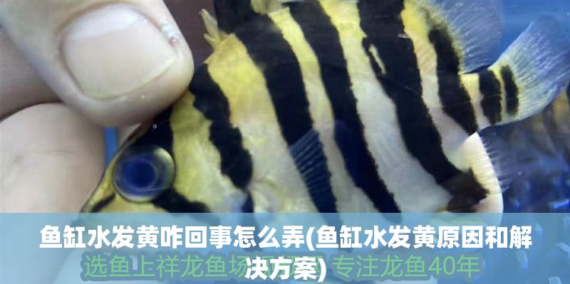 魚缸水發(fā)黃咋回事怎么弄(魚缸水發(fā)黃原因和解決方案)