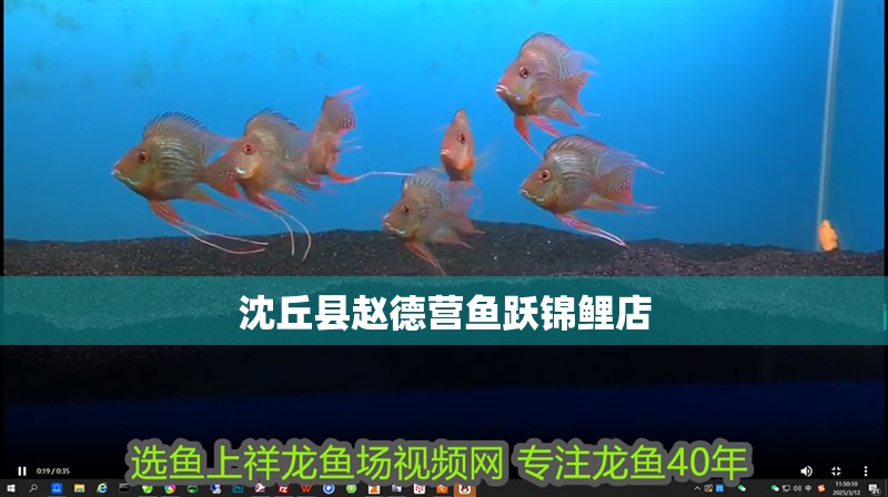 沈丘縣趙德營魚躍錦鯉店