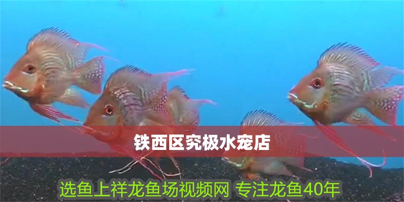 鐵西區(qū)究極水寵店