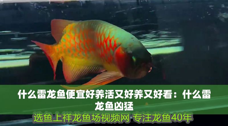 什么雷龍魚便宜好養活又好養又好看：什么雷龍魚兇猛