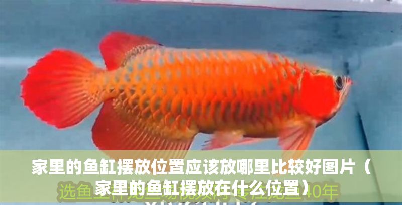家里的魚缸擺放位置應該放哪里比較好圖片（家里的魚缸擺放在什么位置）
