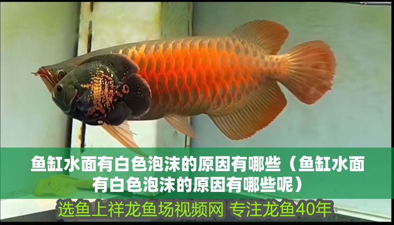 魚缸水面有白色泡沫的原因有哪些（魚缸水面有白色泡沫的原因有哪些呢）