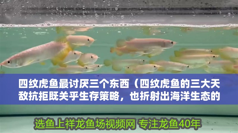 四紋虎魚最討厭三個東西（四紋虎魚的三大天敵抗拒既關乎生存策略，也折射出海洋生態的微妙平衡）