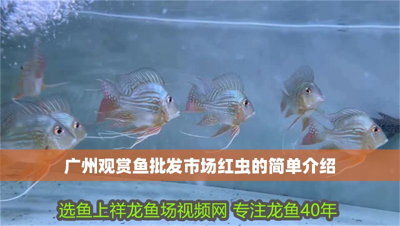 廣州觀賞魚批發(fā)市場紅蟲的簡單介紹