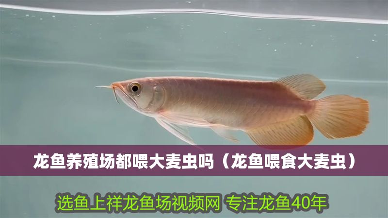 龍魚養殖場都喂大麥蟲嗎（龍魚喂食大麥蟲）