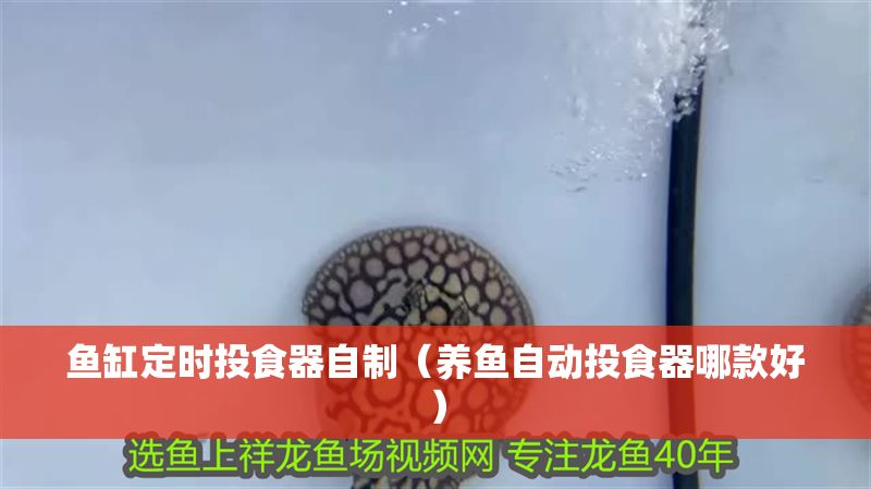 魚缸定時投食器自制（養魚自動投食器哪款好）