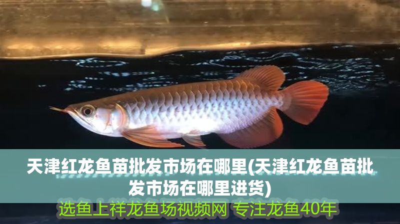 天津紅龍魚苗批發市場在哪里(天津紅龍魚苗批發市場在哪里進貨)