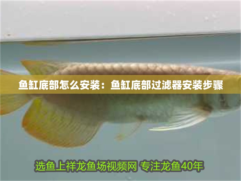 魚缸底部怎么安裝：魚缸底部過濾器安裝步驟