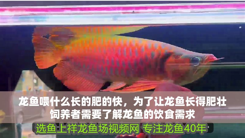 龍魚喂什么長的肥的快，為了讓龍魚長得肥壯飼養者需要了解龍魚的飲食需求