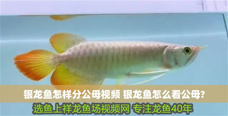 銀龍魚怎樣分公母視頻 銀龍魚怎么看公母?