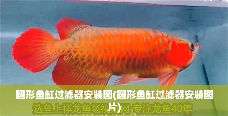 圓形魚缸過濾器安裝圖(圓形魚缸過濾器安裝圖片)
