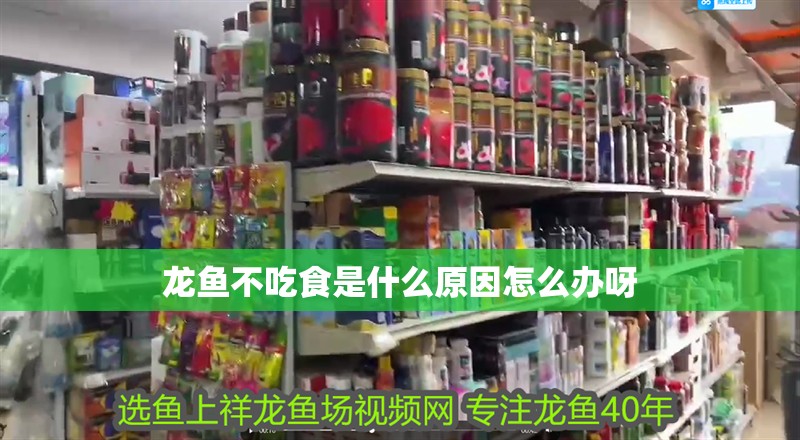 龍魚不吃食是什么原因怎么辦呀