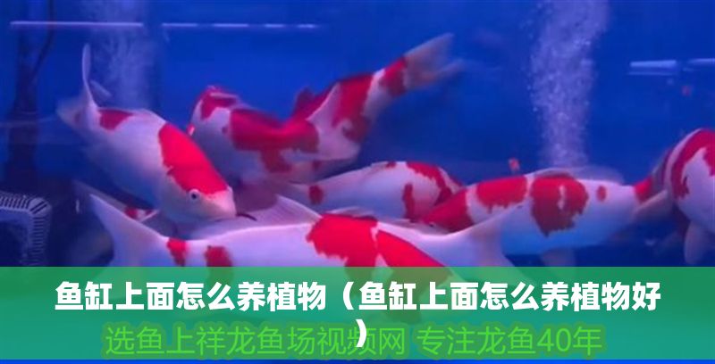 魚缸上面怎么養植物（魚缸上面怎么養植物好）