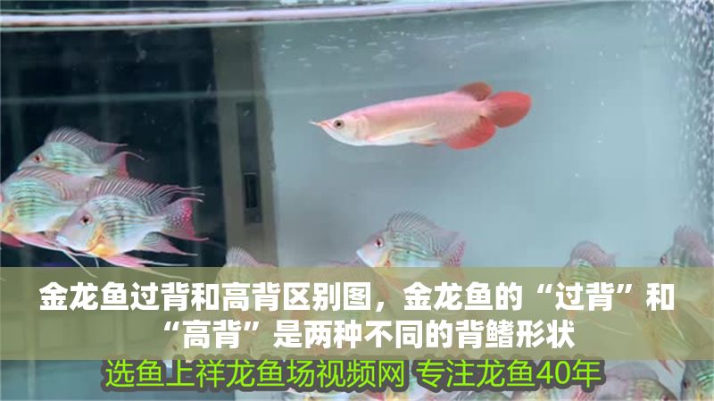 金龍魚過背和高背區(qū)別圖，金龍魚的“過背”和“高背”是兩種不同的背鰭形狀