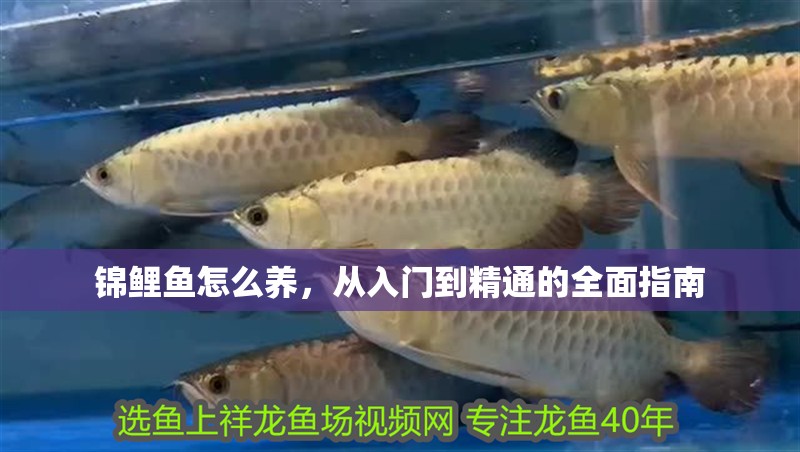 錦鯉魚怎么養，從入門到精通的全面指南