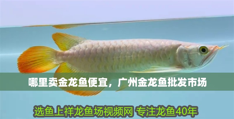 哪里賣金龍魚便宜，廣州金龍魚批發市場