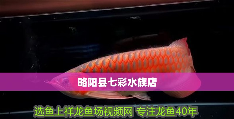 略陽縣七彩水族店