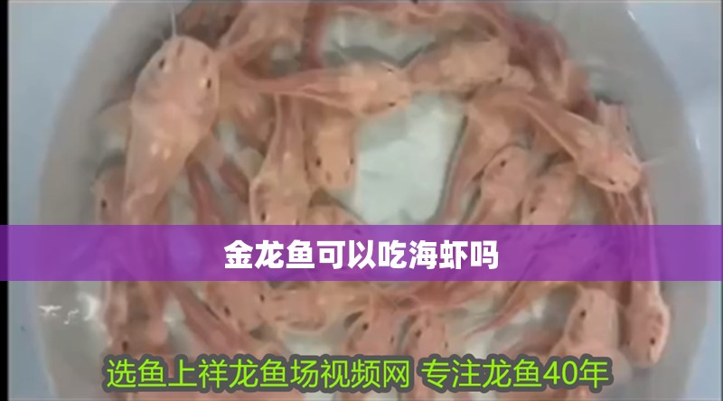金龍魚可以吃海蝦嗎