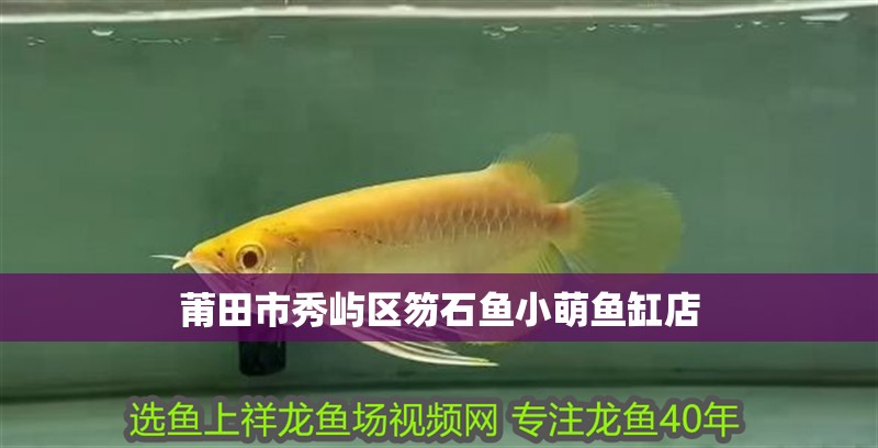 莆田市秀嶼區笏石魚小萌魚缸店