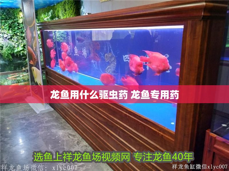 龍魚用什么驅蟲藥 龍魚專用藥